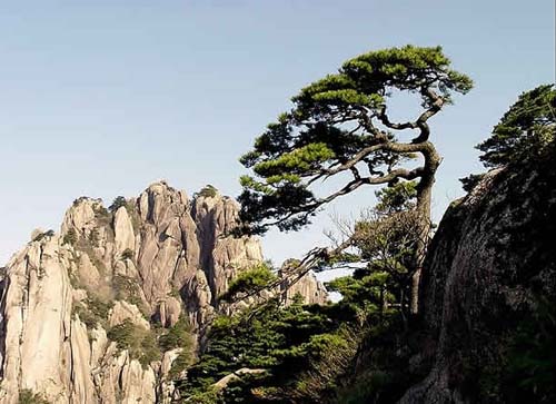 黃山松