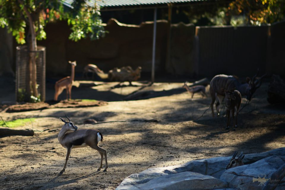 在聖地亞哥動物園拍的旅行照6