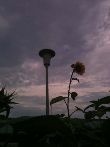 龙年夏天--手机拍照