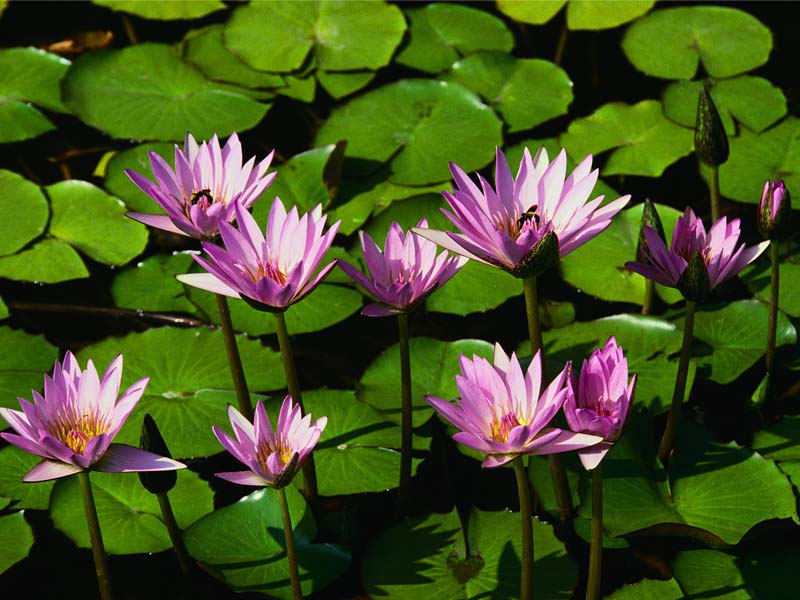 蓮花