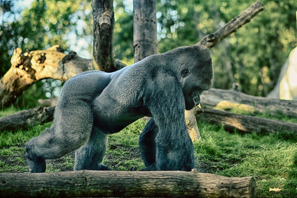 在聖地亞哥動物園拍的旅行照11