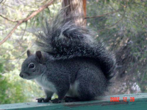 可爱的小松鼠 ...