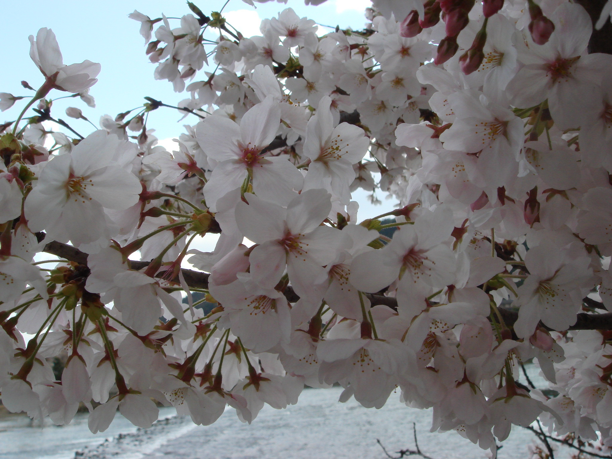 京都の桜 ...