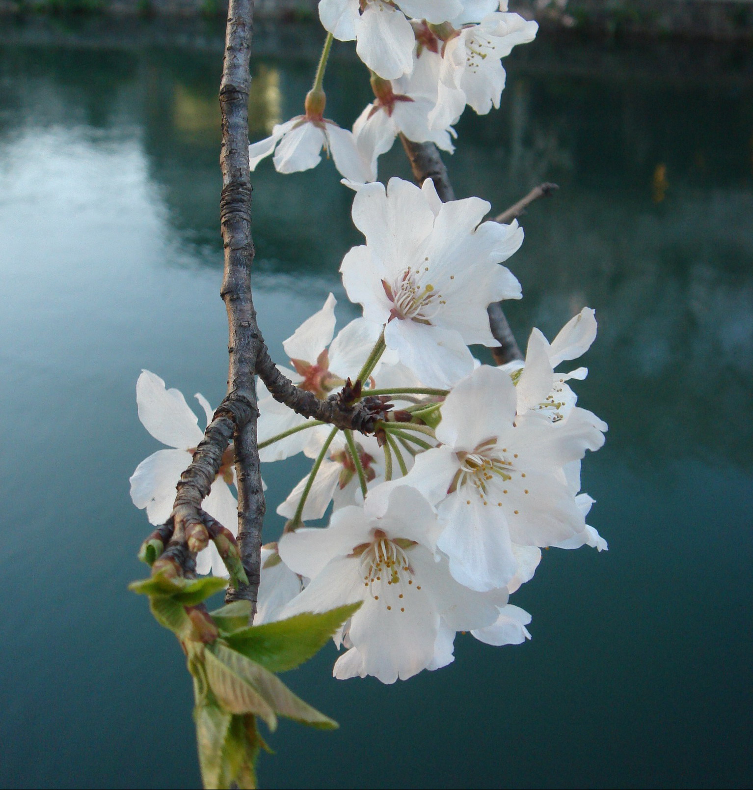 京都の桜 ...