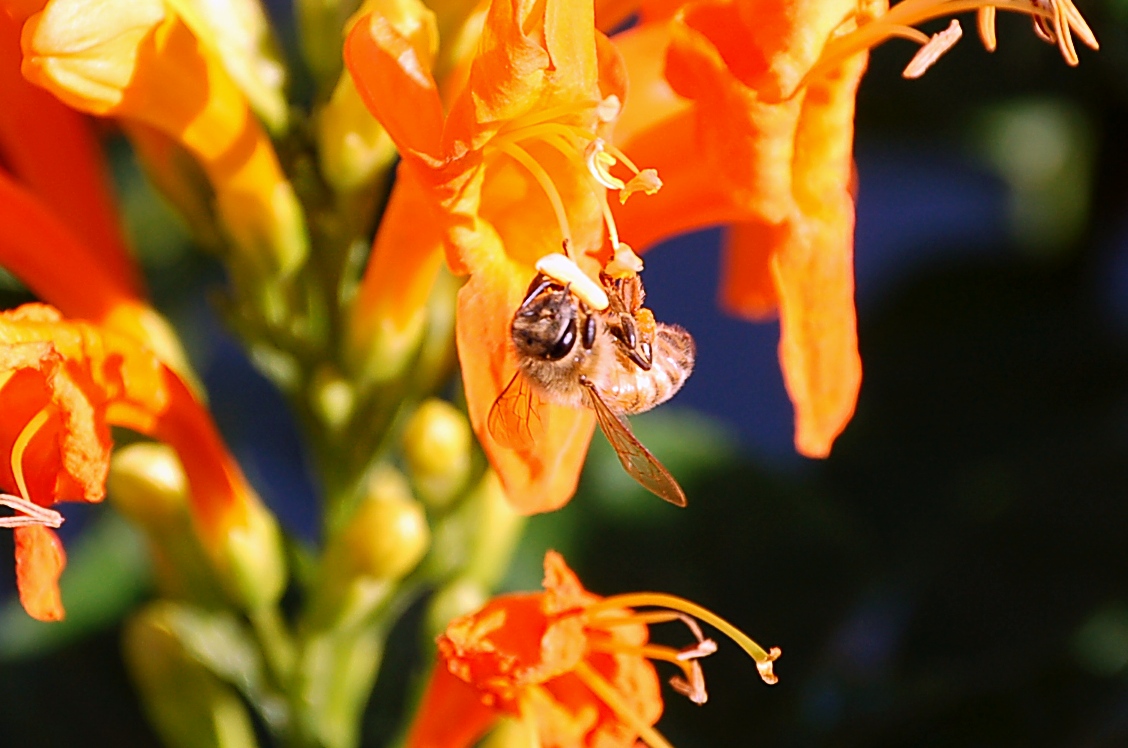 蜜蜂采花忙4 ...