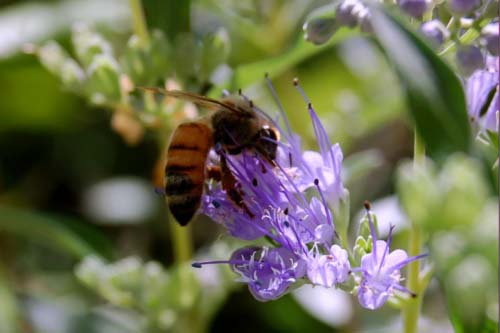 蜜蜂采花忙1 ...