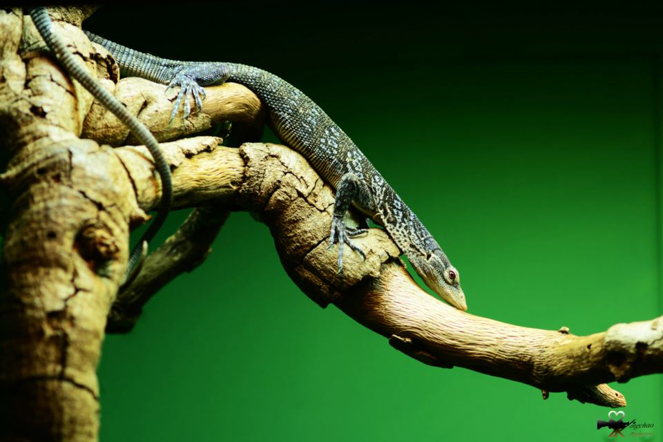 在聖地亞哥動物園拍的旅行照8