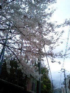 京都の桜 ...
