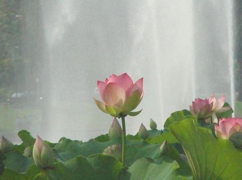 荷花 ...