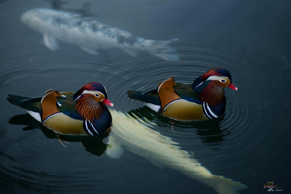 在聖地亞哥動物園拍的旅行照13