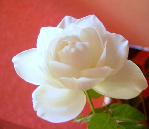 玫瑰花16 ...