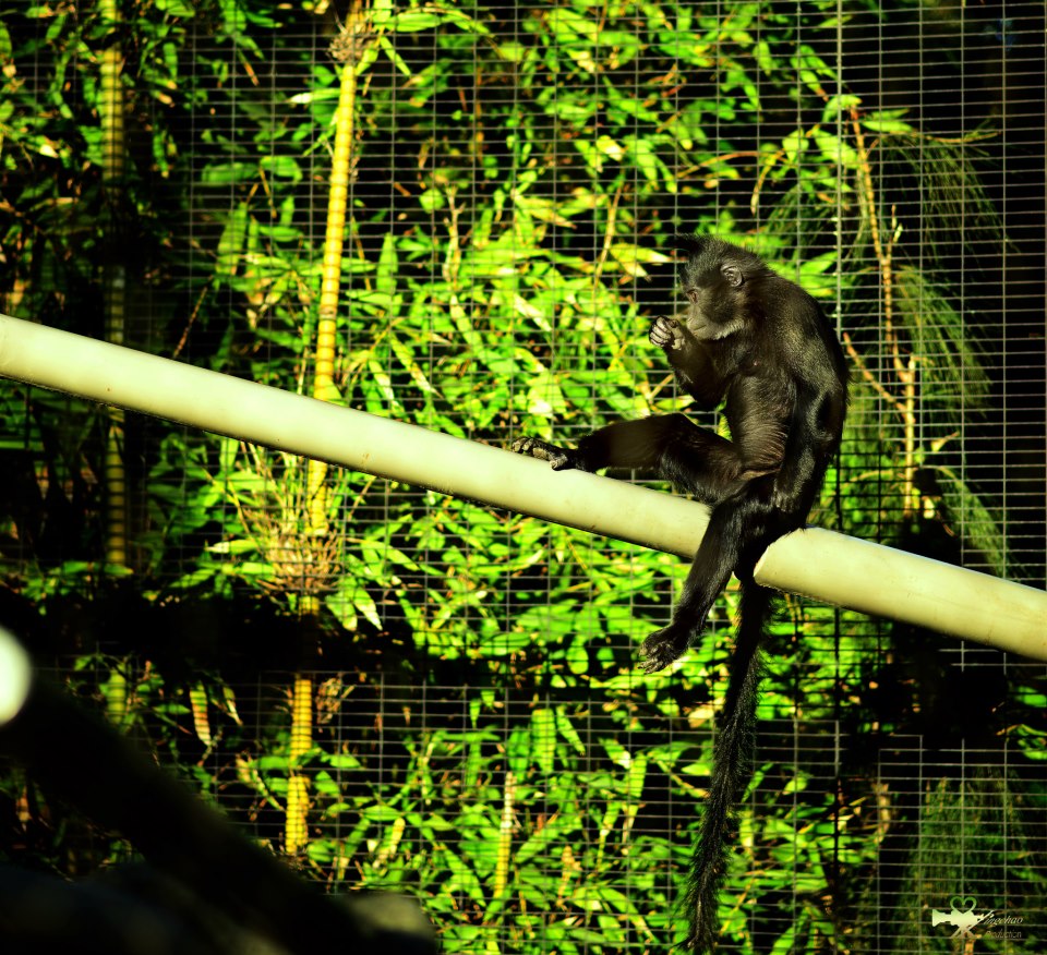 在聖地亞哥動物園拍的旅行照9
