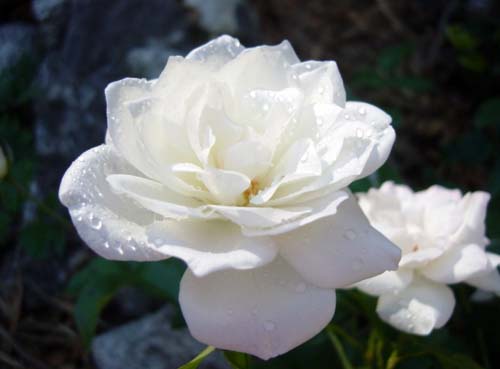 玫瑰花14 ...