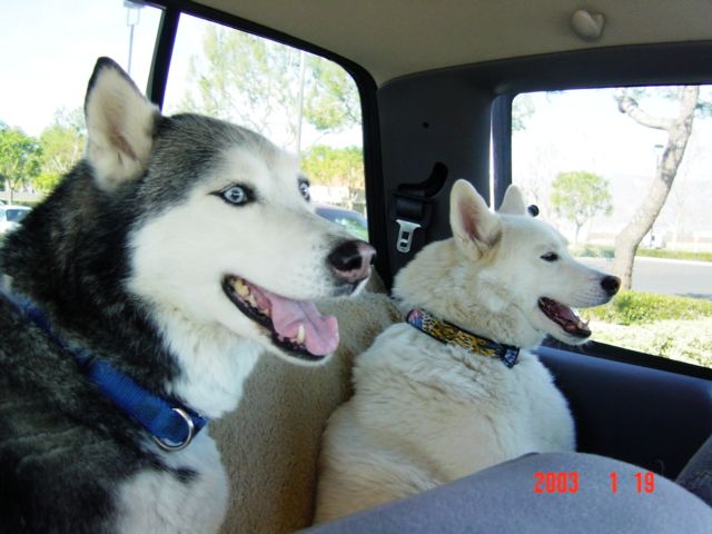 和主人一起去 ...