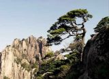 大陸安徽黃山松 （来源：网络）
到過黃山的人，都會覺得大自然把鬼斧神工的奇蹟，都偏心地賜給了黃山，這裡「無峰不石，無石不松，無松不奇」，天生傲骨的黃山松，長在峰頂、生在壁縫，只要山壁有一點點土壤，就能發揮強大的生命力量札根。微薄的山露，能支持它生長，不管是風有多強、雪有多厚，蒼勁挺拔或曲折盤繞的姿態，都強硬得不受摧折。