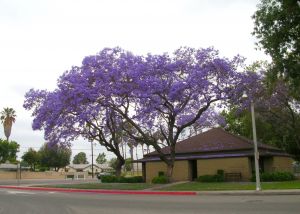 Jacaranda tree at Fullerton City, Orange Co.