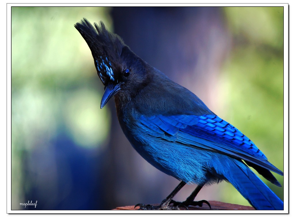 漂亮的北美蓝 ...