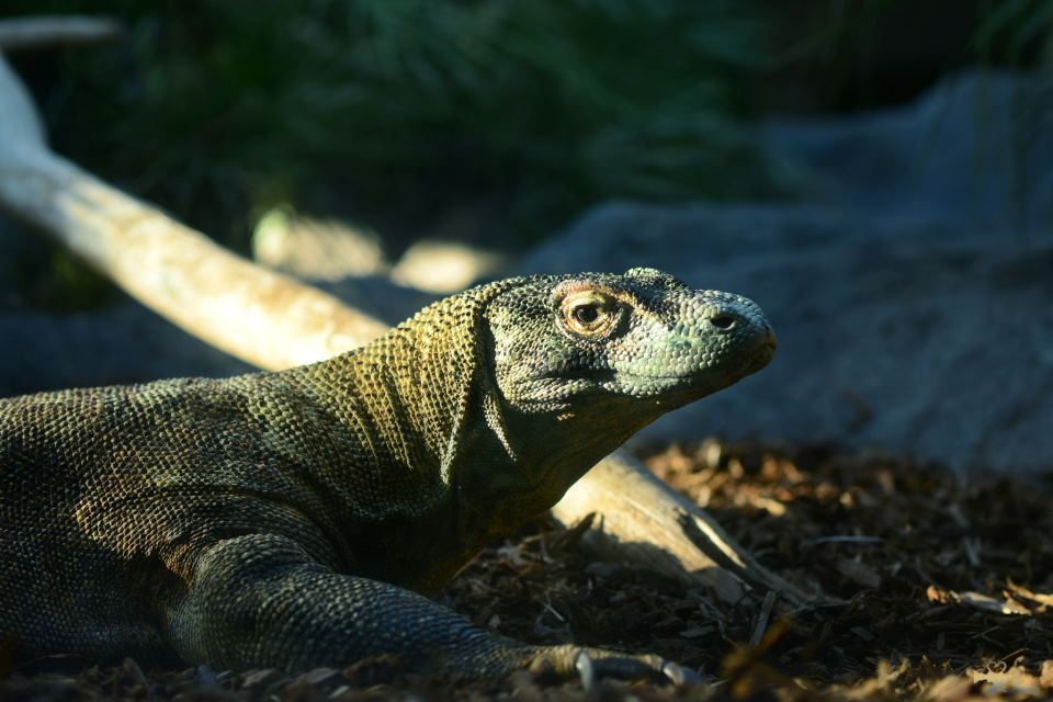 在聖地亞哥動物園拍的旅行照7