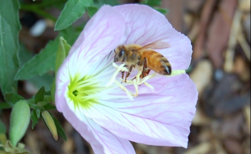 蜜蜂采花忙2 ...