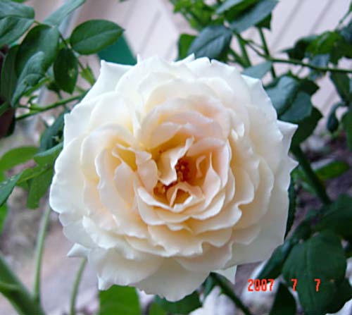 玫瑰花9 ...